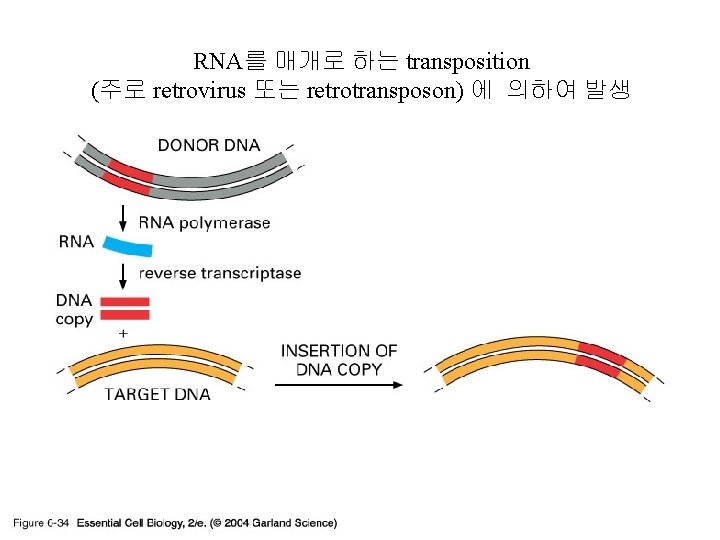 RNA를 매개로 하는 transposition (주로 retrovirus 또는 retrotransposon) 에 의하여 발생 06_34_Retrotransposon. jpg 