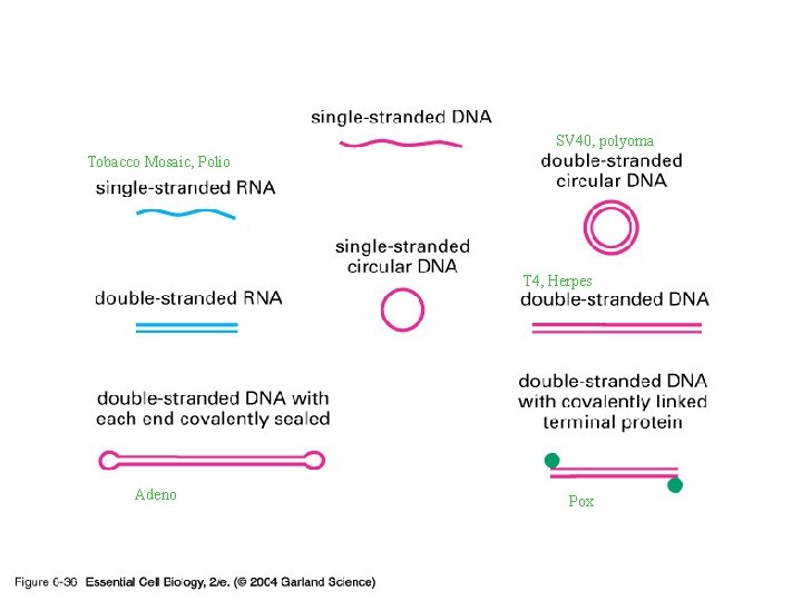06_36_Viral genomes. jpg SV 40, polyoma Tobacco Mosaic, Polio T 4, Herpes Adeno Pox