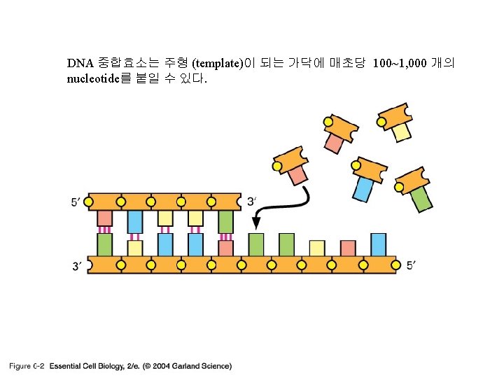 06_02_DNA template. jpg DNA 중합효소는 주형 (template)이 되는 가닥에 매초당 100~1, 000 개의 nucleotide를