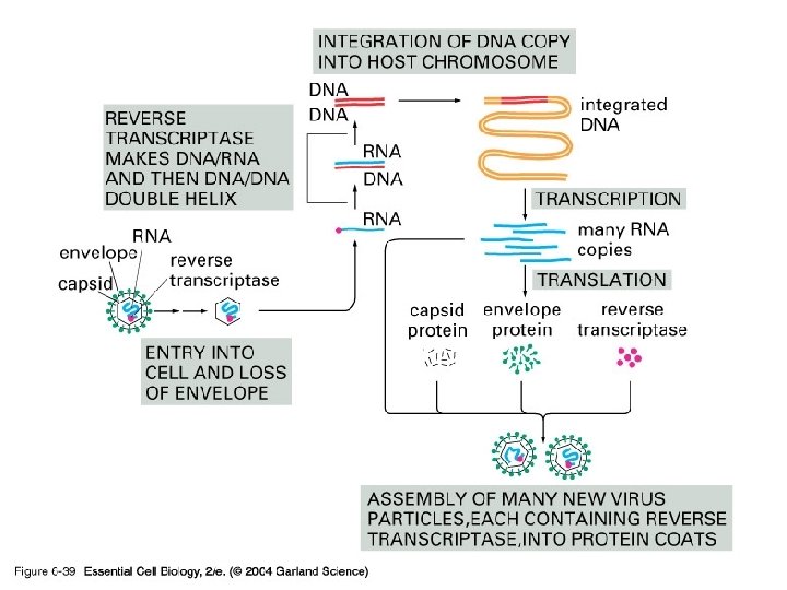 06_39_retrovirus. jpg 