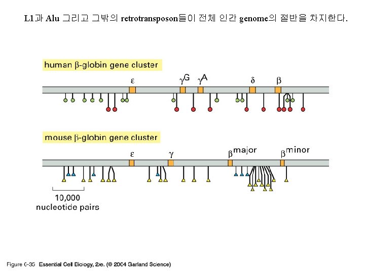 L 1과 Alu 그리고 그밖의 retrotransposon들이 전체 인간 genome의 절반을 차지한다. 06_35_L 1 and