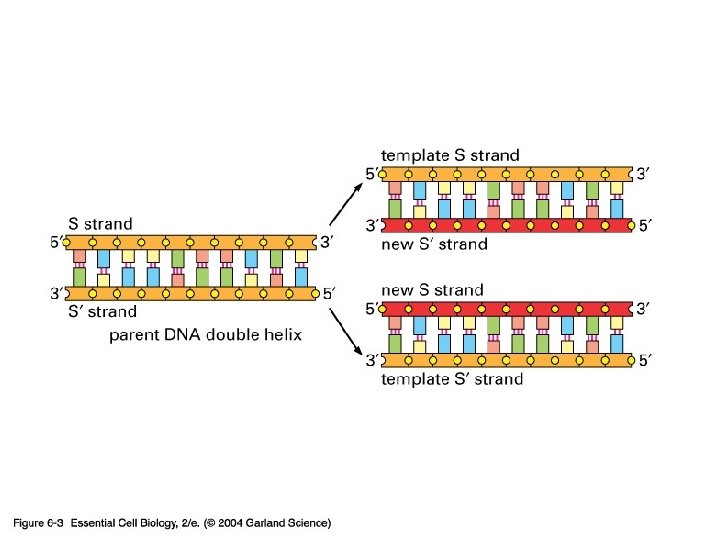 06_03_own duplication. jpg 