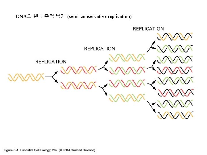 DNA의 반보존적 복제 (semi-conservative replication) 06_04_replic. rounds. jpg 
