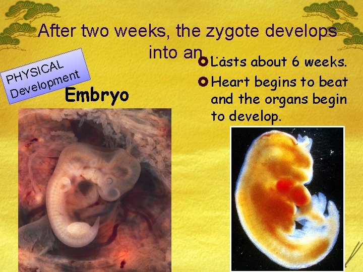 After two weeks, the zygote develops into an…. £ Lasts about 6 weeks. L