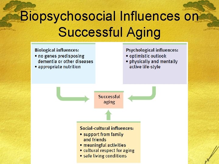 Biopsychosocial Influences on Successful Aging 