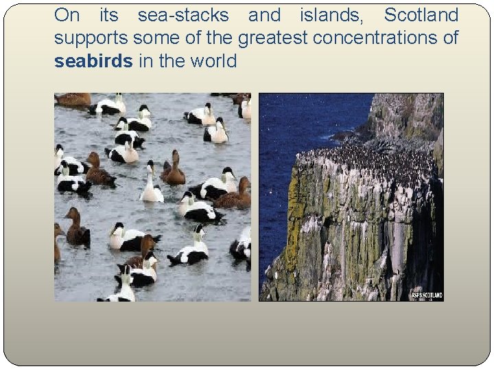 On its sea-stacks and islands, Scotland supports some of the greatest concentrations of seabirds