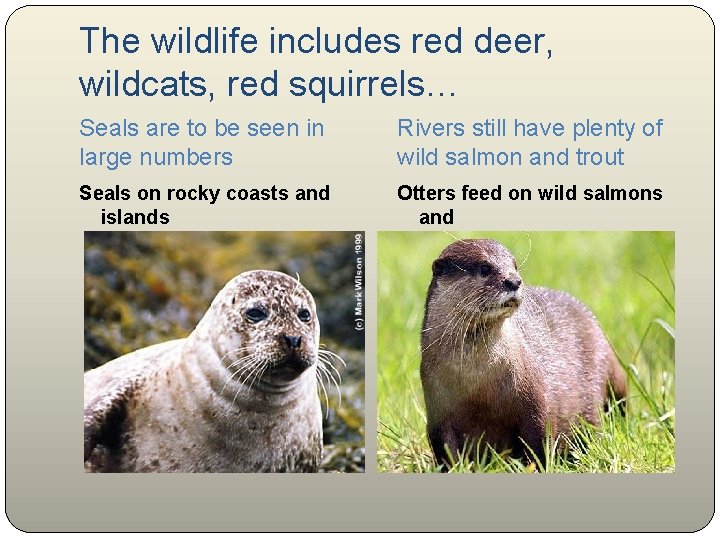 The wildlife includes red deer, wildcats, red squirrels… Seals are to be seen in