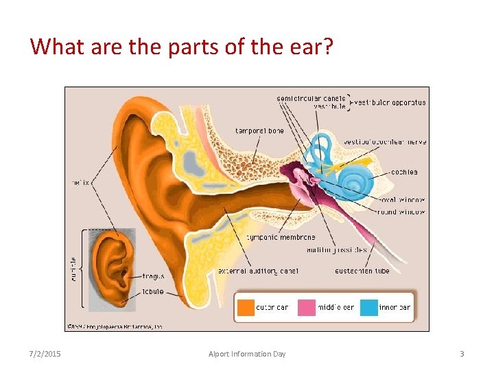 What are the parts of the ear? 7/2/2015 Alport Information Day 3 