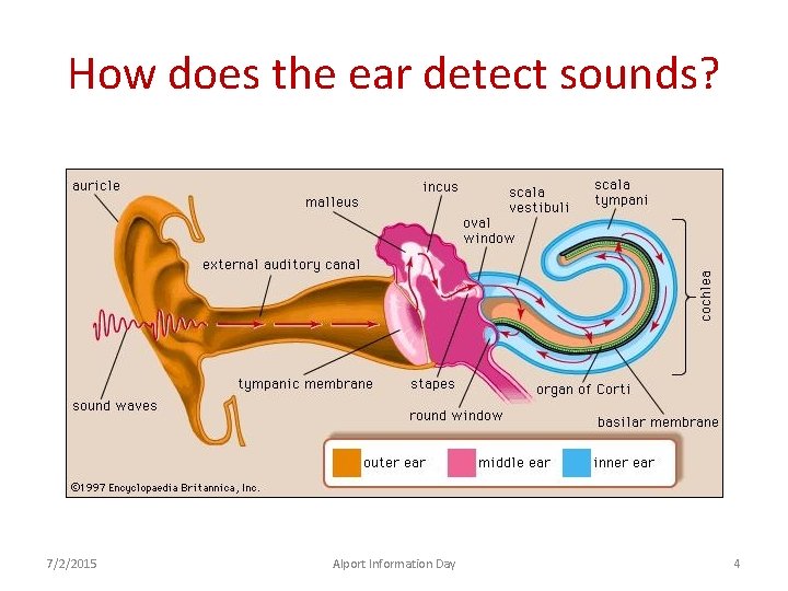 How does the ear detect sounds? 7/2/2015 Alport Information Day 4 
