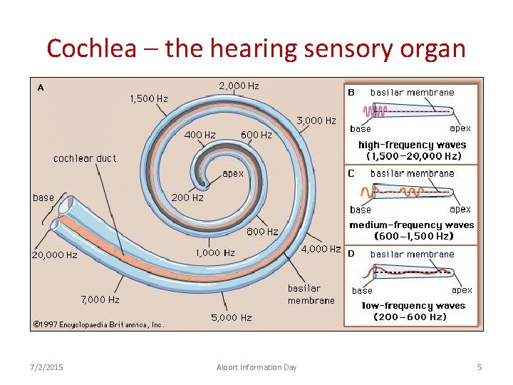 Cochlea – the hearing sensory organ 7/2/2015 Alport Information Day 5 