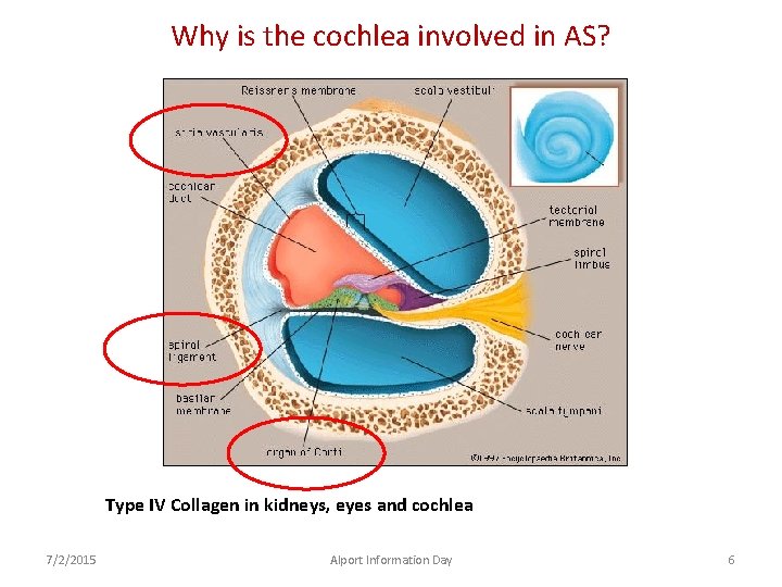 Why is the cochlea involved in AS? Type IV Collagen in kidneys, eyes and