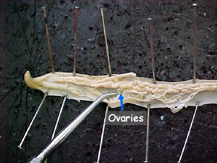Ovaries 23 