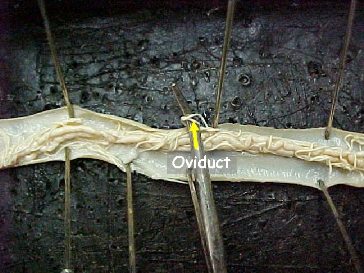 Oviduct 24 