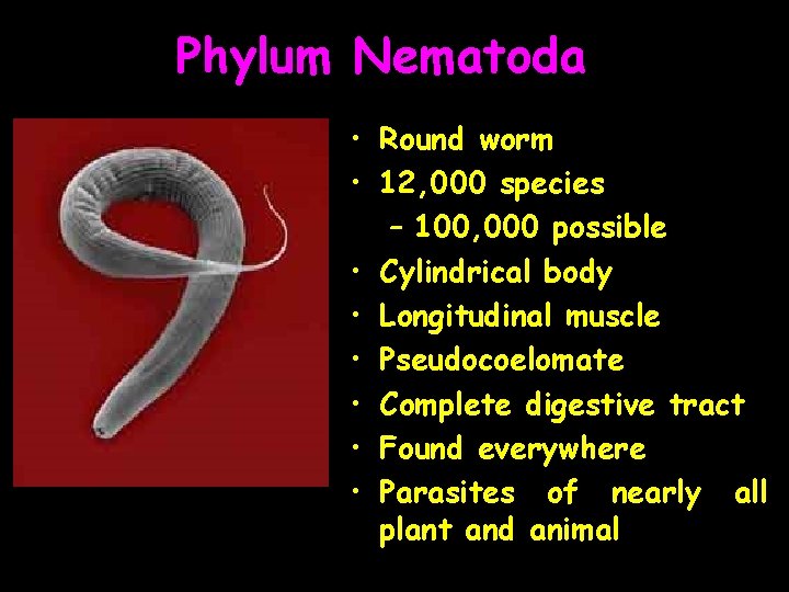 Phylum Nematoda • Round worm • 12, 000 species – 100, 000 possible •