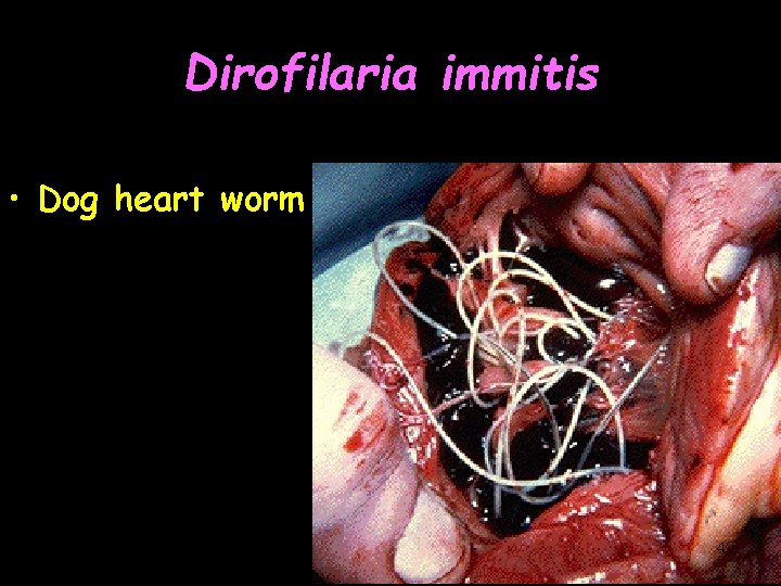 Dirofilaria immitis • Dog heart worm 42 