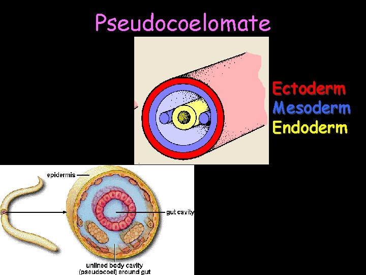 Pseudocoelomate Ectoderm Mesoderm Endoderm 5 