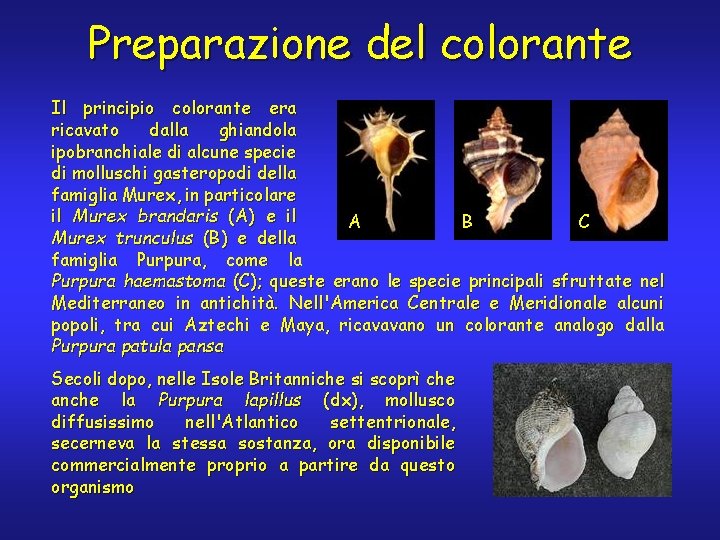 Preparazione del colorante Il principio colorante era ricavato dalla ghiandola ipobranchiale di alcune specie