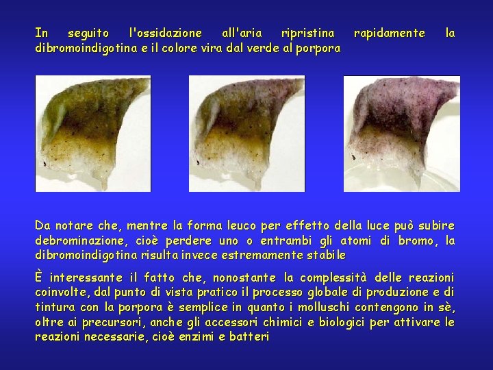 In seguito l'ossidazione all'aria ripristina dibromoindigotina e il colore vira dal verde al porpora