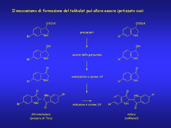 Il meccanismo di formazione del tekhelet può allora essere ipotizzato così: 