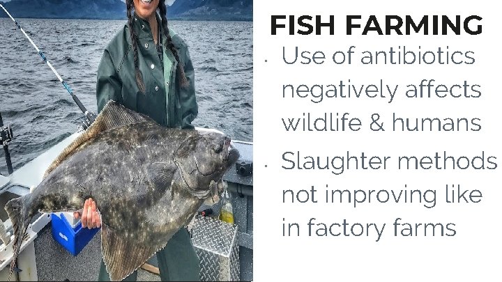 FISH FARMING ▫ ▫ Use of antibiotics negatively affects wildlife & humans Slaughter methods