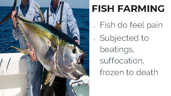 FISH FARMING ▫ ▫ Fish do feel pain Subjected to beatings, suffocation, frozen to