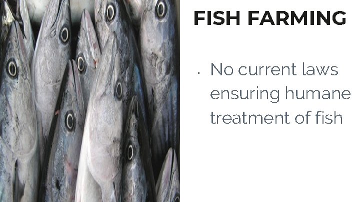 FISH FARMING ▫ No current laws ensuring humane treatment of fish 