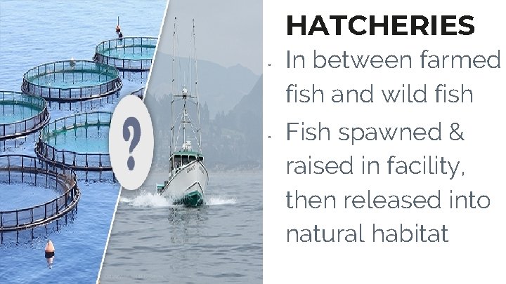 HATCHERIES ▫ ▫ In between farmed fish and wild fish Fish spawned & raised