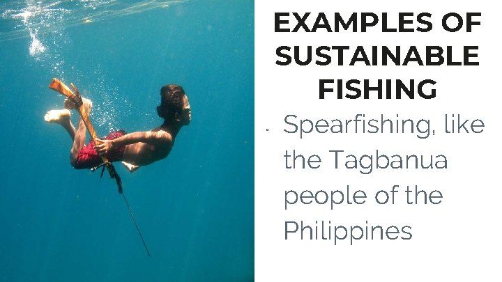 EXAMPLES OF SUSTAINABLE FISHING ▫ Spearfishing, like the Tagbanua people of the Philippines 