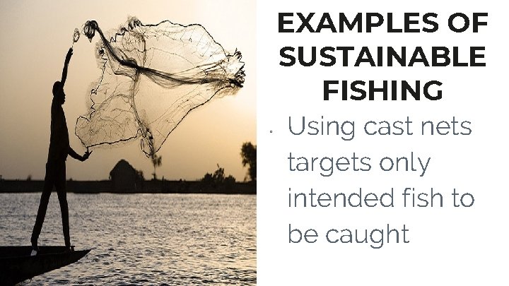 EXAMPLES OF SUSTAINABLE FISHING ▫ Using cast nets targets only intended fish to be