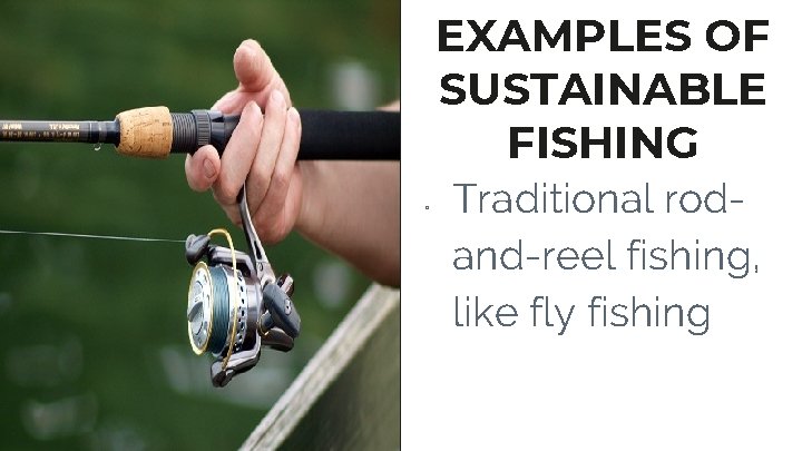 EXAMPLES OF SUSTAINABLE FISHING ▫ Traditional rodand-reel fishing, like fly fishing 