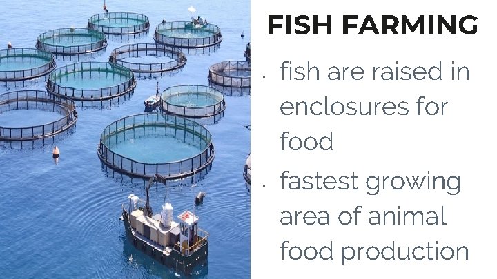 FISH FARMING ▫ ▫ fish are raised in enclosures for food fastest growing area