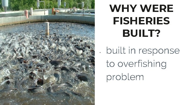WHY WERE FISHERIES BUILT? ▫ built in response to overfishing problem 