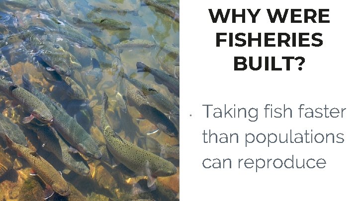 WHY WERE FISHERIES BUILT? ▫ Taking fish faster than populations can reproduce 