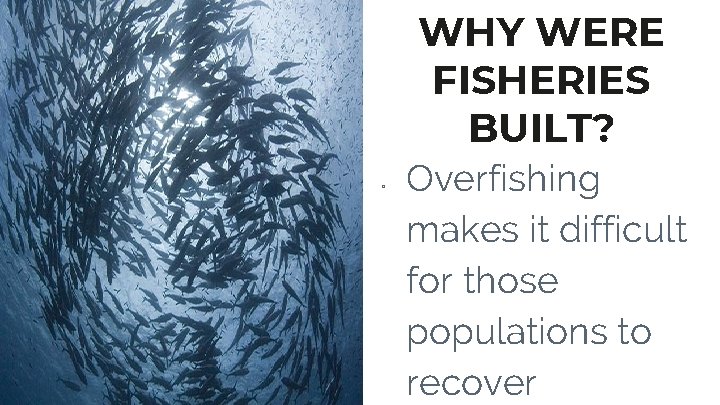 WHY WERE FISHERIES BUILT? ▫ Overfishing makes it difficult for those populations to recover