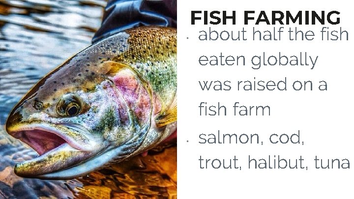 FISH FARMING ▫ ▫ about half the fish eaten globally was raised on a