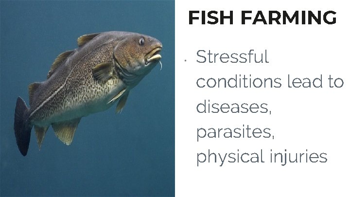 FISH FARMING ▫ Stressful conditions lead to diseases, parasites, physical injuries 