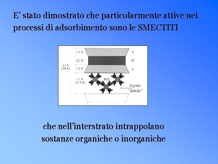 E’ stato dimostrato che particolarmente attive nei processi di adsorbimento sono le SMECTITI che