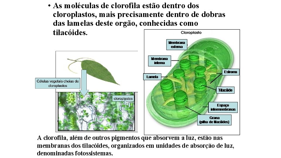  • As moléculas de clorofila estão dentro dos cloroplastos, mais precisamente dentro de