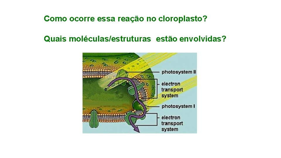 Como ocorre essa reação no cloroplasto? Quais moléculas/estruturas estão envolvidas? 