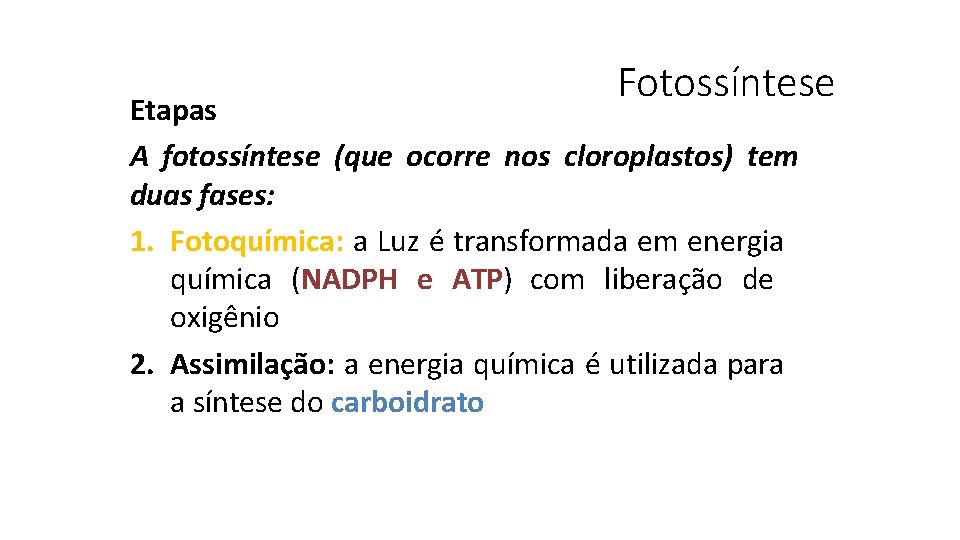 Fotossíntese Etapas A fotossíntese (que ocorre nos cloroplastos) tem duas fases: 1. Fotoquímica: a