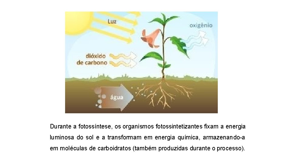 Durante a fotossíntese, os organismos fotossintetizantes fixam a energia luminosa do sol e a