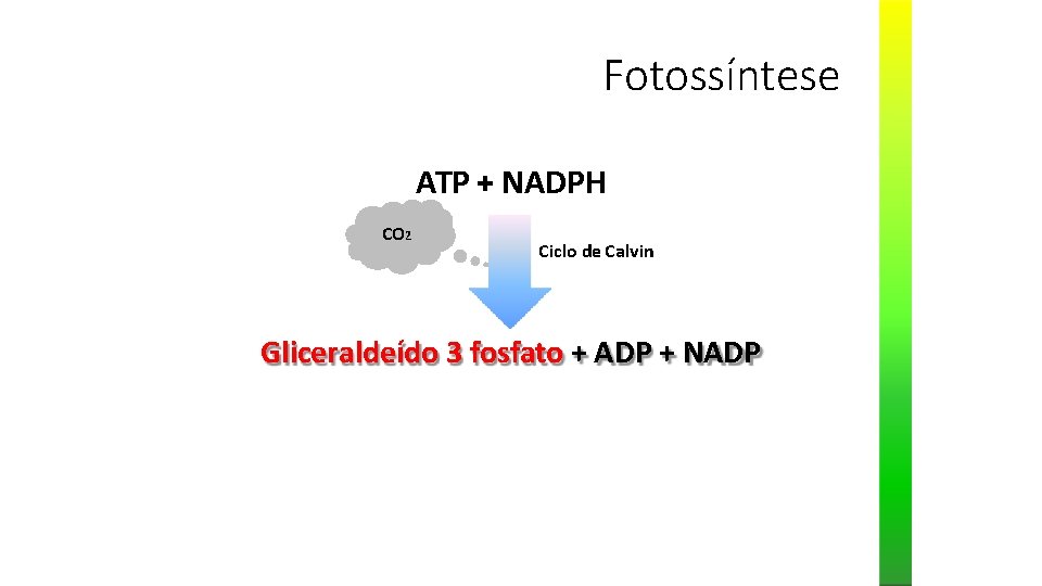 Fotossíntese ATP + NADPH CO 2 Ciclo de Calvin Gliceraldeído 3 fosfato + ADP