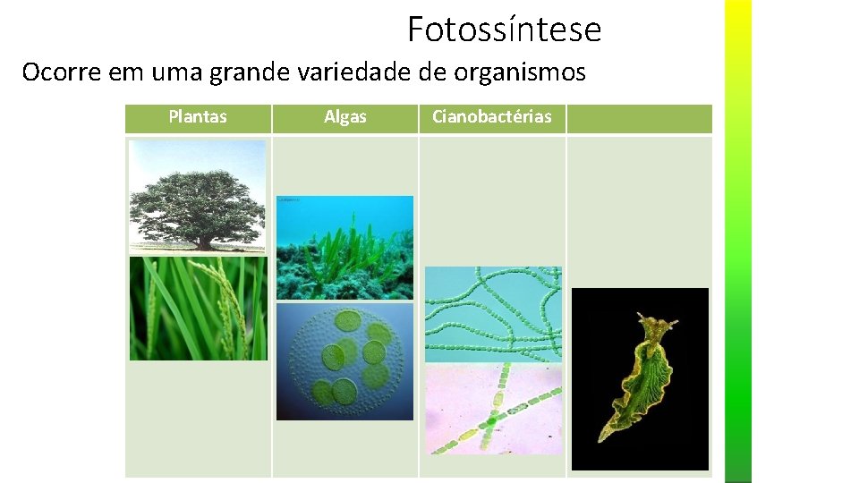 Fotossíntese Ocorre em uma grande variedade de organismos Plantas Algas Cianobactérias 