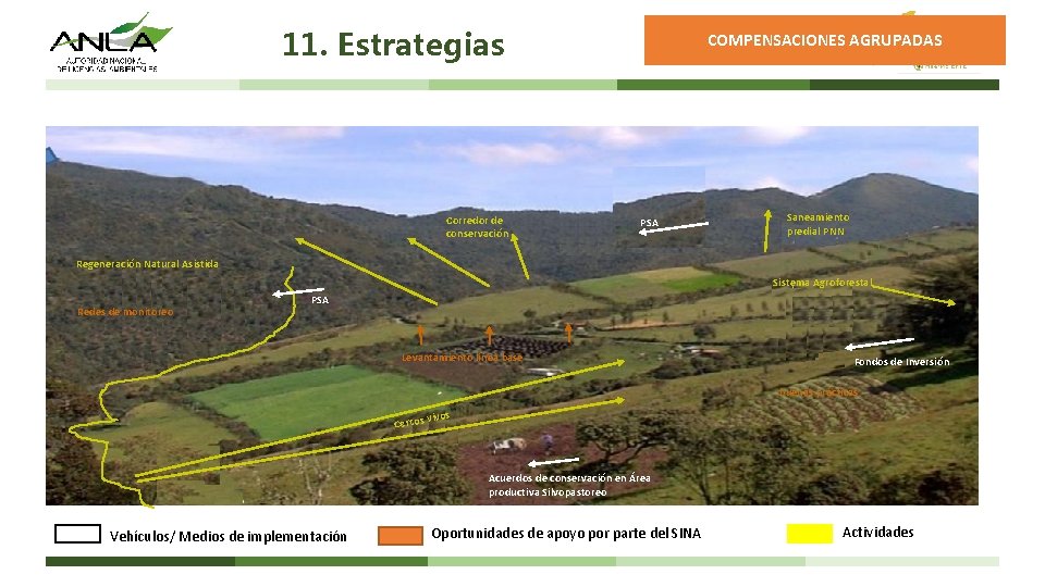 11. Estrategias Corredor de conservación COMPENSACIONES AGRUPADAS PSA Saneamiento predial PNN Regeneración Natural Asistida