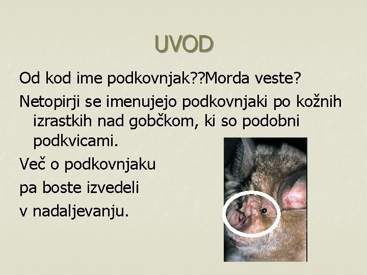 UVOD Od kod ime podkovnjak? ? Morda veste? Netopirji se imenujejo podkovnjaki po kožnih