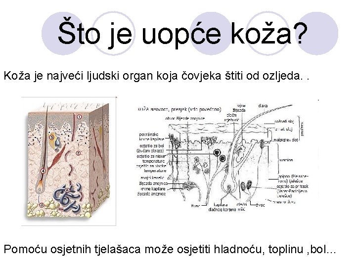 Što je uopće koža? Koža je najveći ljudski organ koja čovjeka štiti od ozljeda.