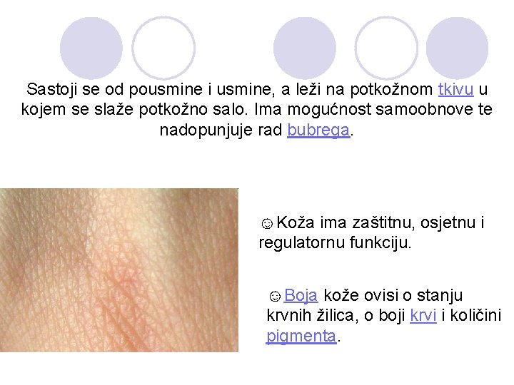 Sastoji se od pousmine i usmine, a leži na potkožnom tkivu u kojem se