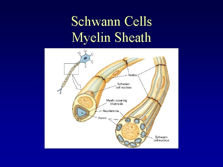 Schwann Cells Myelin Sheath 