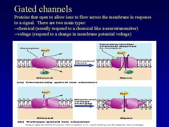 Gated channels Proteins that open to allow ions to flow across the membrane in