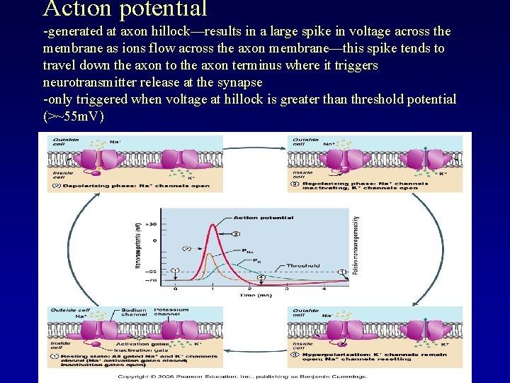 Action potential -generated at axon hillock—results in a large spike in voltage across the